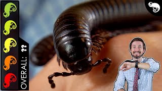 Giant Millipede The Best Pet Invertebrate [upl. by Ocisnarf]