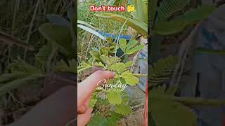 Touch me not  Sensitive plant  mimosa pudica leaves to action  shrots [upl. by Sabanrab19]