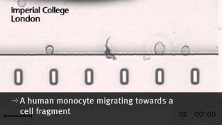 A human monocyte migrating towards a cell fragment [upl. by Matta]