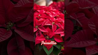 Poinsettiaredleafplant poinsettia redleaves shortsfeed plants garden youtubeshorts [upl. by Akimrehs]