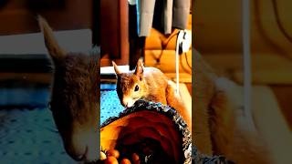 Eichhörnchen indoor 🐿️ squirrel animals funny cute nature [upl. by Wimsatt]