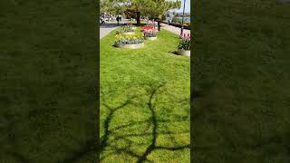 Tulip Festival in Morges Switzerland Hyperlapse film [upl. by Barbi]