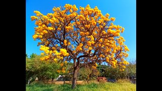 Handroanthus chrysotrichus 3742 [upl. by Leira]