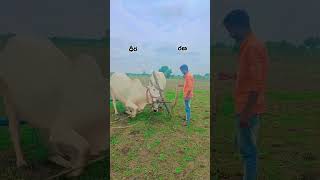 Ritu nagali👏 rice raithu automobile agriequipments farmequipment agrimachinery farmmachinery [upl. by Anipsed]