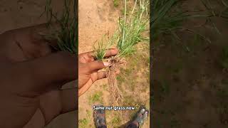 Nut grass 2 days differenceagriculturefarminggardeningshortsshortvideoyoutubeshortvlog [upl. by Ronoh71]