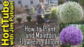 How To Grow Flowering Alliums  Ornamental Flowering Onions [upl. by Yduj]