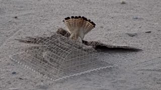 Kestrel trapping in KUWAIT desert [upl. by Hilleary665]