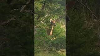 Anticosti Island Deer Hunt [upl. by Aihsinyt857]