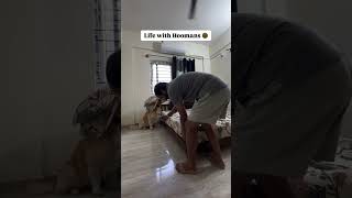 Wait till end 😅 oscarwonderpup goldenretriever reality funny dogshorts [upl. by Oiluig261]