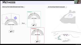 Mia Borzello What is the Dentate Gyrus Good For A Role in Spatial Pattern Separation [upl. by Darn]