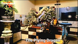 Bonsai The Flying Dragon viral [upl. by Arretnahs]