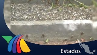 Controlan plaga de ranas en Zacatecas  Noticias de Zacatecas [upl. by Ylrebmek]