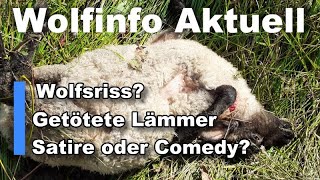 Wolfinfo Aktuell 56  Wolfsriss Getötete Lämmer Satire oder Comedy [upl. by Ayotac]