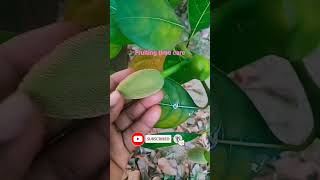 Jackfruit Plant Care Fruiting Time Carejackfruit Artocarpus heterophyllus [upl. by Macswan]