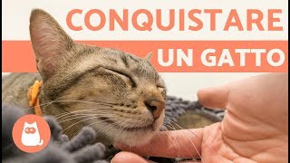 Come conquistare LA FIDUCIA di un gatto 🐾🐈 5 CONSIGLI utili [upl. by Keely]