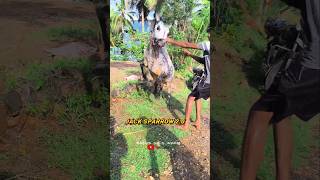 😈New enter💥 jack Sparrow 20💯youtube jallikattu bullcalf birthdaygreetings cattle bull [upl. by Attwood]