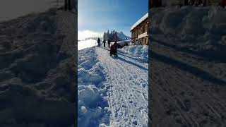 Schlittenfahren In Kronberg Mountain With Friend  Wintertime In Switzerland [upl. by Hoffman146]