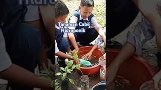 Tanaman Cabe Hidroponik Botol Plastik Bekas shorts organic garden plants hidroponik trending [upl. by Relluf]