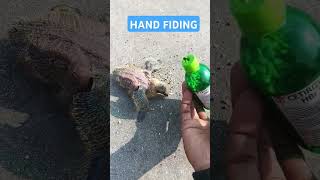 Mera fast video hand fiding pigeon 1 shorts youtubeshorts handtem pigeon [upl. by Asiel]