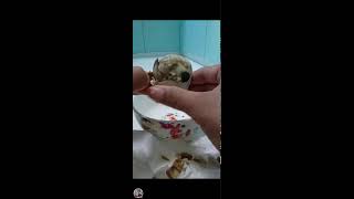 Balut  balot opening satisfying 😜🐣 [upl. by Aurita]