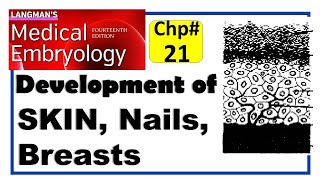 Langman Chapter21  Development of Integumentary System  Embryology  Dr Asif Lectures [upl. by Graeme]