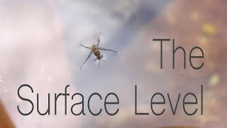 The Surface Level  Surface Tension and the Animals That Use it [upl. by Anerda14]