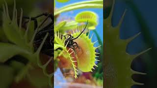 Fascinating Carnivorous Plants Examples and Their Unique Adaptations carnívoros plants [upl. by Ab]