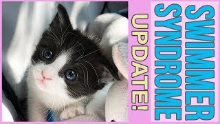 UPDATE Little Kitten with Swimmer Syndrome LEARNS TO WALK [upl. by Roscoe985]