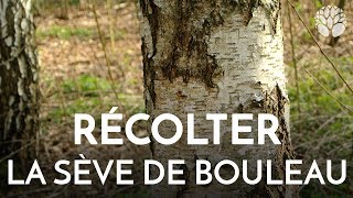 Récolter la sève de bouleau [upl. by Luiza]