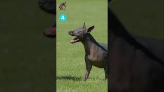 Top 5 Hairless Dog Breeds In the world  Wildlife Claws [upl. by Kistner]