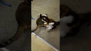 Cat Fight Play Fighting [upl. by Una]