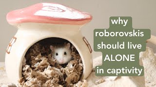 Why roborovski hamsters should live alone in captivity [upl. by Nnylanna]