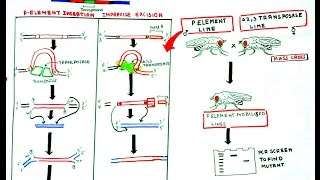 Making Drosophila mutants by pelement mobilization  Imprecise excision [upl. by Caralie898]