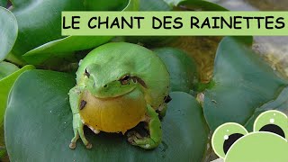 Le chant des rainettes méridionales petites grenouilles vert clair [upl. by Folly]