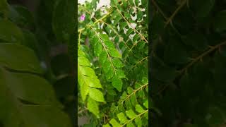 gardening plants tamil garden curryleaves special mehndiceromony food tree recipe [upl. by Fagan]