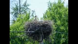 Letovanić selo pokraj kupe omiljena destinacija za rode [upl. by Condon]