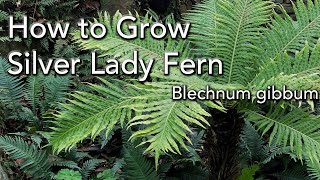 Silver Lady Tree Fern Care and Growing Ideas  Dwarf or Miniature Tree Fern  Blechnum gibbum [upl. by Madeline135]