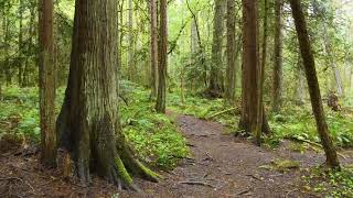 4K Spring Walk through Vancouver Island Canada  Virtual Forest Walk [upl. by Philina]