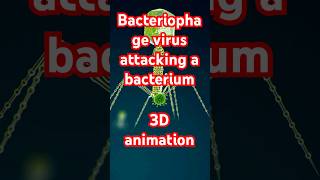 Bacteriophage virus attacking a bacterium 3D animation [upl. by Airad788]