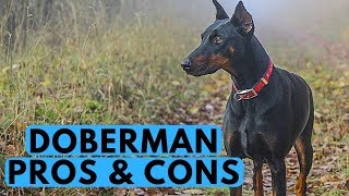 Doberman Pinscher Pros and Cons [upl. by Fusuy]