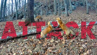 The Story of a Fox FIGHT at Wineberry Wild [upl. by Eicyak]