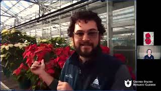 Ask an Expert Growing Poinsettias Online QampA [upl. by Kinemod149]