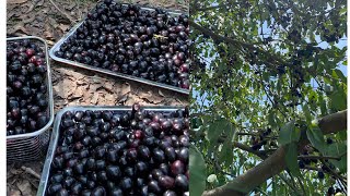 Jambolan plumes harvested dawitacooking jambolanplum harvested [upl. by Nogam57]