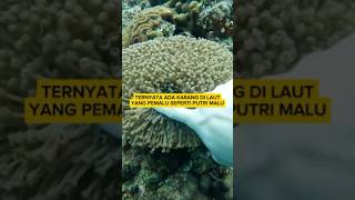 Ketika Karang Menyembunyikan Dirinya Saat Disentuh – Acropora Millepora shorts keluargacemoro [upl. by Jadd]