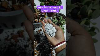 Why Perlite should use to Grow Plants  All information about Perlite for Gardening [upl. by Nnaul]