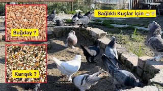 GÜVERCİNLERE KARIŞIK YEMMİ  BUĞDAYMI VERMELİYİZ  Taklacı Güvercin Oyunkuşu [upl. by Ahsimat]