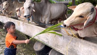 BOCIL BERMAIN DENGAN SAPI RAKSASA SETIA FARM ‼️🔥🔥🔥 [upl. by Etteiram623]