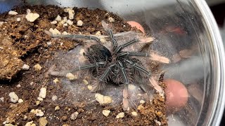 Theraphosa apophysis  뒷다리 장애 개체 핑크풋 골리앗 버드이터의 탈피  Pinkfoot birdeater tarantula molting [upl. by Hisbe]