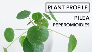 Pilea Peperomioides Light and Water Requirements  Plant Profile [upl. by Mattias]