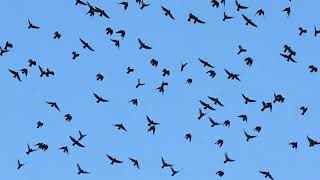 Jackdaws Portland Bill 26th October 2024 [upl. by Inasah185]